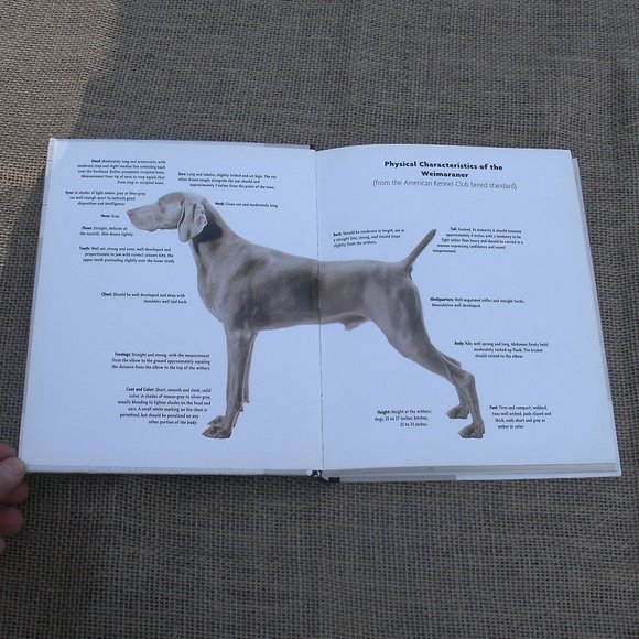 Weimaraner A Comprehensive Guide Dog Book - Picture 15 of 16